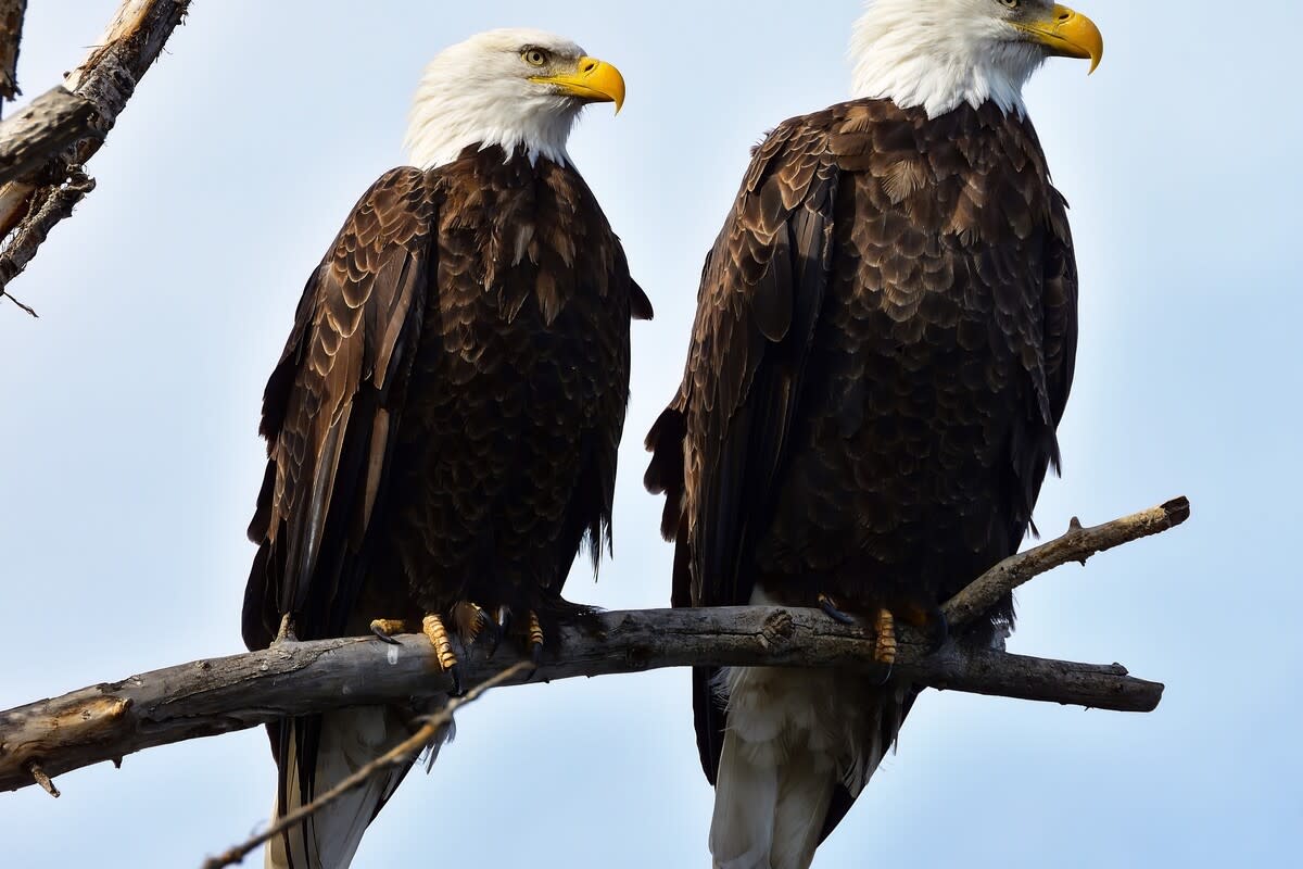 Bald eagles Jackie and Shadow standing together in their nest at Big Bear Valley