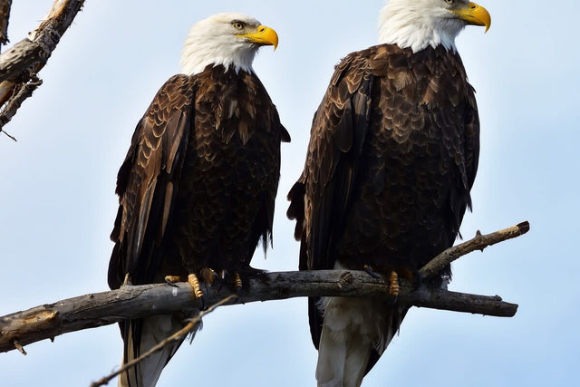 Bald eagles Jackie and Shadow standing together in their nest at Big Bear Valley