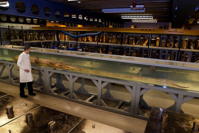 The Science Behind Below’s Iceberg Monster Is Surprisingly Real